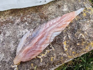 Pírko z ametystového achátu – Andělský talisman harmonie, vhledu a bezpečí *4