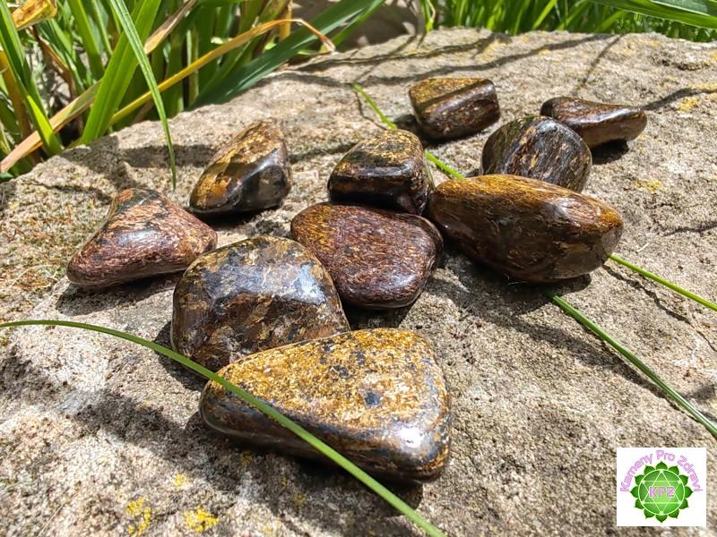 Bronzit tromlovaný, laskavý pomocník, velikost M