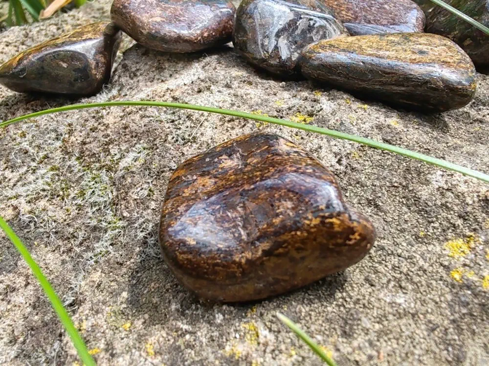 Bronzit tromlovaný, laskavý pomocník, velikost M