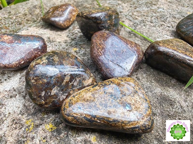 Bronzit tromlovaný, laskavý pomocník, velikost M