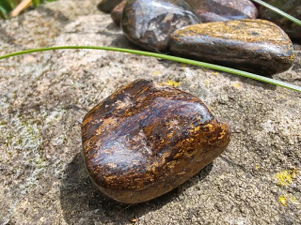 Bronzit tromlovaný, laskavý pomocník, velikost M